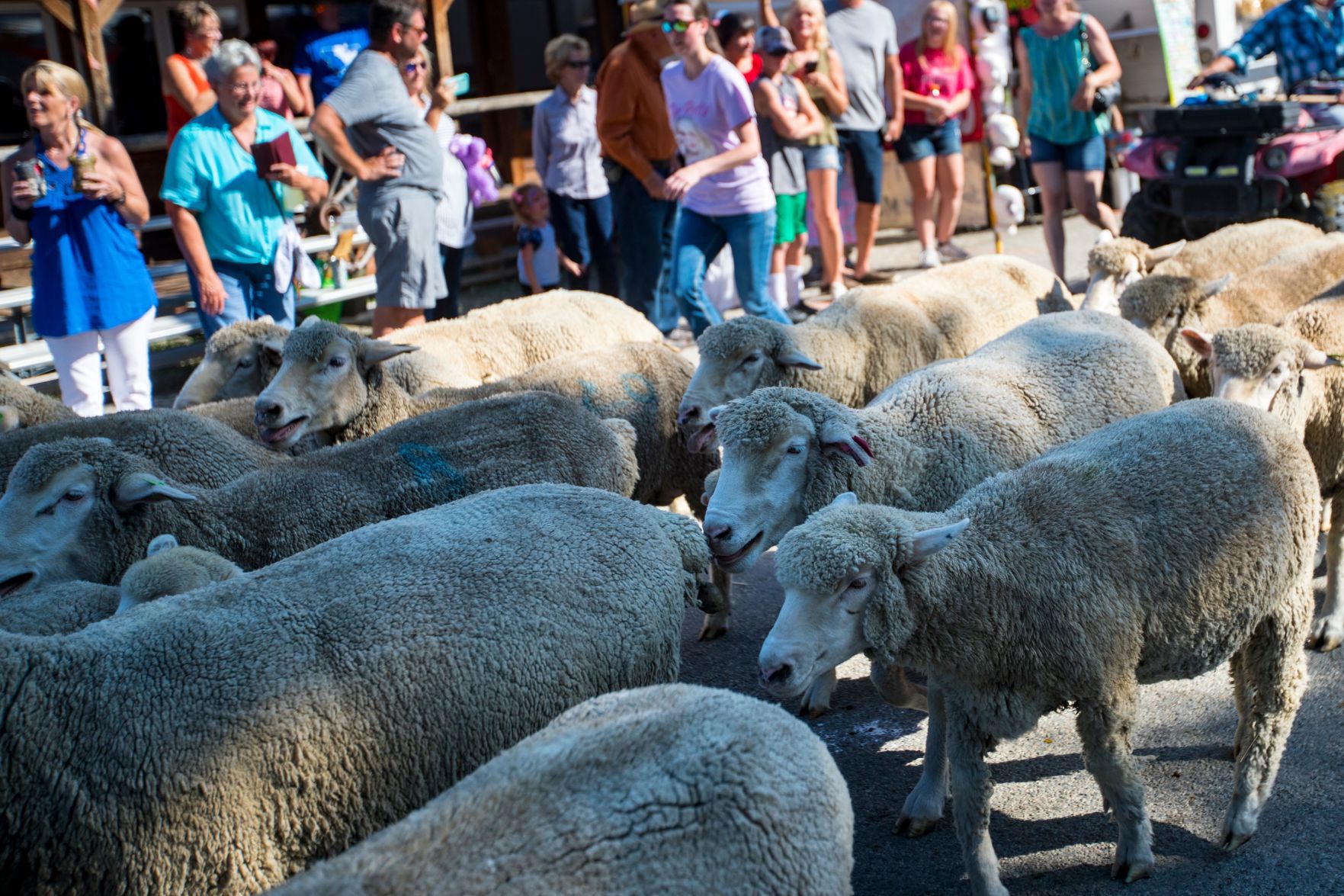 Great Montana Sheep Drive